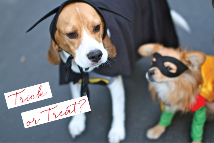Dogs on Halloween, Batman and Robin Costumes, Cute Dog Costumes, Beagle Costume